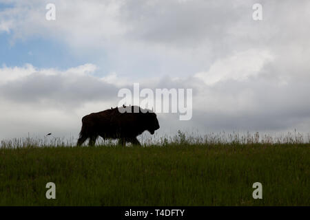 Un bison marche sur une colline herbeuse en silhouette avec quatre oiseaux assis sur son dos avec un vol plus derrière et sombres nuages de tempête dans le background Banque D'Images