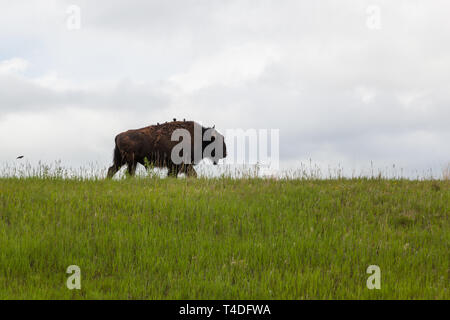 Un bison marche sur une colline herbeuse avec quatre oiseaux assis sur son dos avec un vol plus derrière et sombres nuages de tempête dans l'arrière-plan. Banque D'Images