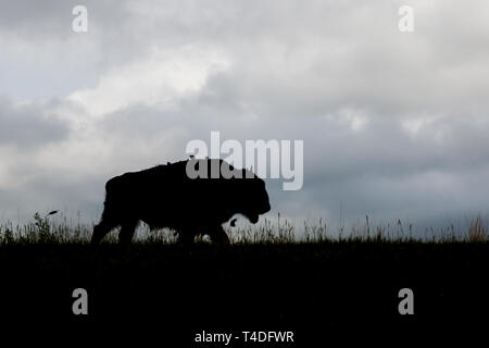 Un bison marche sur une colline herbeuse en silhouette avec quatre oiseaux assis sur son dos avec un vol plus derrière et sombres nuages de tempête dans le background Banque D'Images