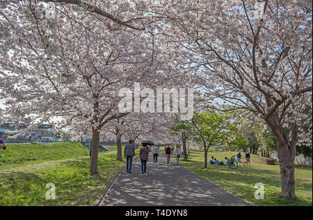 Kashiwa, Chiba, Japon - 6 Avril, 2019 : profitez du printemps les cerisiers en fleurs le long du chemin à Kashiwa, le Japon. Banque D'Images