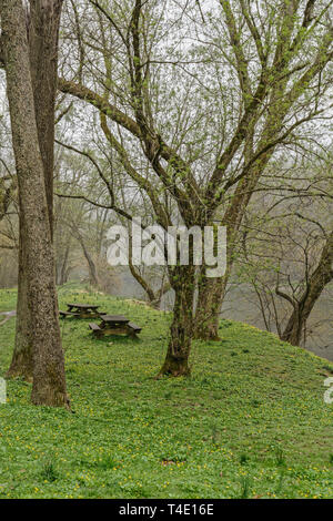 Tables de pique-nique sous la pluie sur un jour au début du printemps avec les arbres commencent à bourgeonner en vert vif et il y a de minuscules fleurs jaunes dans le nouveau gras Banque D'Images