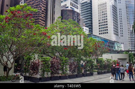 Les arbres avec des fleurs de frangipanier rouge au centre-ville de Singapour. Banque D'Images