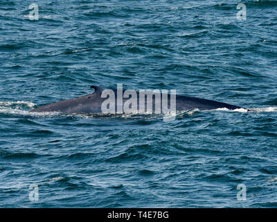 Un rorqual bleu, Balaenoptera musculus, surfaçage avec poisson remora par sa nageoire dorsale à Baja, au Mexique Banque D'Images