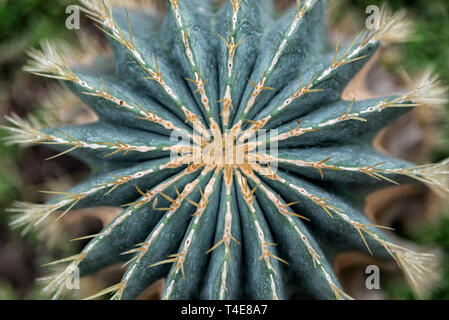 Close up of cactus Parodia magnifica Banque D'Images