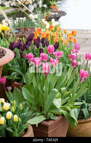 Tulipa. Tulip fleurs dans des pots en terre cuite au printemps. uk Banque D'Images