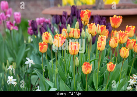 Tulipa 'Daydream'. Tulip 'Daydream' fleurs dans un pot au printemps Banque D'Images