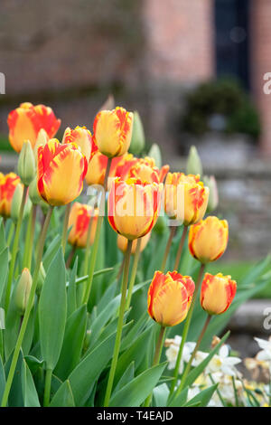 Tulipa 'Daydream'. Tulip 'Daydream' fleurs dans un pot au printemps Banque D'Images