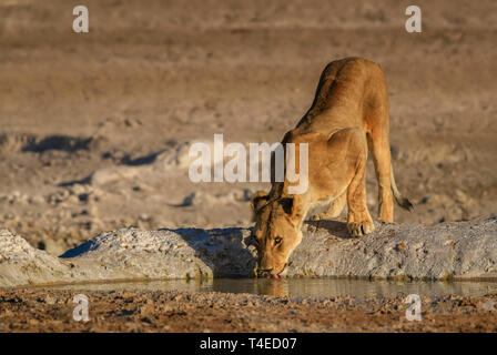 Lion - Panthera leo, animal emblématique de la savane africaine, Etosha National Park, Namibie. Banque D'Images