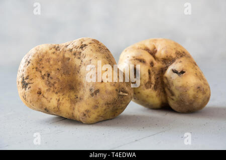 Les pommes de terre. anormale organiques laid Concept des légumes biologiques. Close up. Banque D'Images