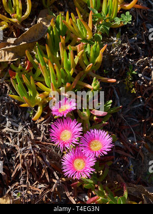 Carpobrotus Acinaciformis. La Concepción Botanical garden. Málaga, Andalousie, espagne. Banque D'Images