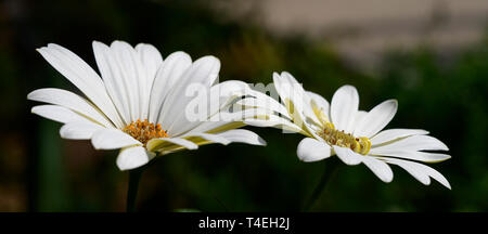Deux fleurs White Cape Marguerite à Kew Gardens, Londres Banque D'Images