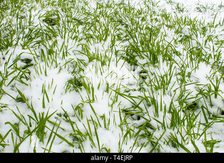 Les semis de seigle d'hiver dans la neige Banque D'Images
