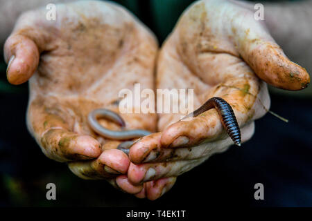 Un ver de terre se débat entre les mains de Frank expert Anah lors d'une excavation pour des vers à l'échelle nationale, Westonbirt Arboretum, dans le Gloucestershire, lors d'une enquête à l'occasion du lancement d'un programme national qui aura lieu au cours de l'année du centenaire de la Commission des forêts pour en savoir plus sur la faune des forêts. Le public sont encouragés à enregistrer la faune des forêts à travers les saisons en utilisant un téléphone mobile app. Banque D'Images