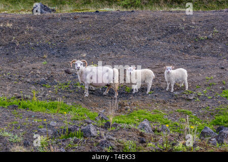 Moutons sur une rive du lac Myvatn près de Reykjahlid village de l'Islande Banque D'Images