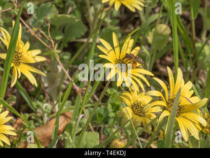 La collecte du pollen d'abeilles à partir de fleurs jaunes sur une journée ensoleillée Banque D'Images