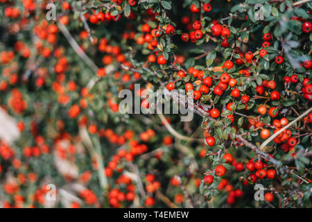 Fruits rouges sur fond vert bush Banque D'Images