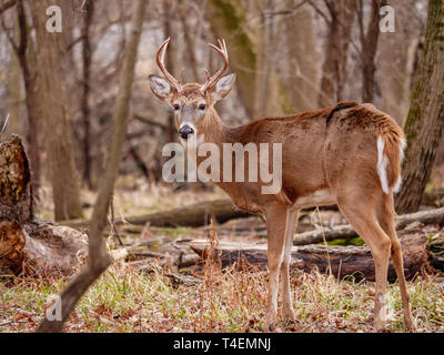 Jeune adulte mâle cerf de Virginie (Odocoileus virginianus). Thatcher Woods, River Forest, Illinois. Banque D'Images