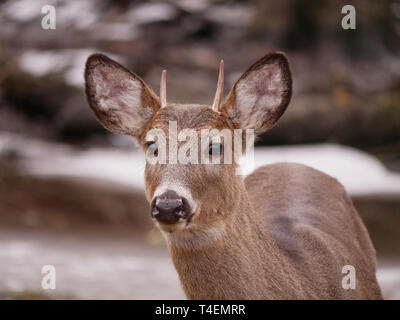 Les jeunes le cerf de Virginie (Odocoileus virginianus) mâle. Thatcher Woods, River Forest, Illinois. Banque D'Images
