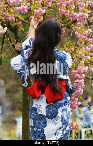 Beautiful Young Asian woman wearing kimono japonais, costume national, de toucher les fleurs de cerisier fleurs sur le cerisier japonais, Sakura. Banque D'Images