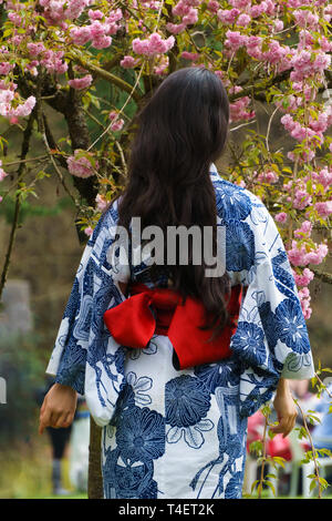 Beautiful Young Asian woman wearing kimono japonais, costume national, en regardant les fleurs de cerisier fleurs sur le cerisier japonais, Sakura. Banque D'Images