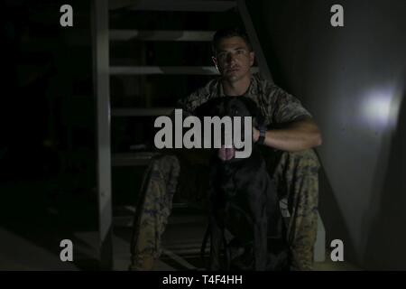 Le Cpl. Michael C. Gerger, un conducteur de chien de travail militaire avec la 31e Marine Expeditionary Unit, se détend avec son labrador noir, Eddie, un chien de recherche spécialisé, au cours d'une pause entre les évolutions de la formation au Camp Hansen, Okinawa, Japon, le 27 mars 2019. Gerger, originaire de Philadelphie, Pennsylvanie, est diplômé de l'école secondaire de Cheltenham en juin 2011 avant de s'enrôler en mars 2016. Avant de Gerger enrôlé, il était un agent de police et s'est joint à d'autres de sa carrière dans des armes et tactiques. Une chose que Gerger a appris de la Marine Corps est la patience à toute situation, personne ou animal Banque D'Images