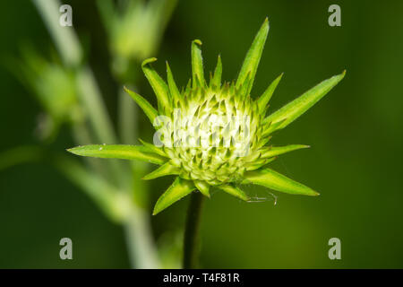 Fleur sauvage sur fond vert. Banque D'Images