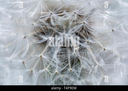 Détails d'un pissenlit comme texture Banque D'Images