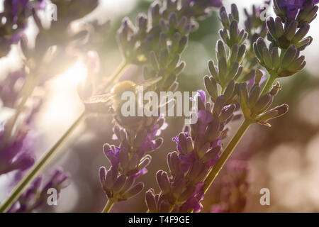 Bee pollen recueille au soleil sur une fleur de lavande Banque D'Images