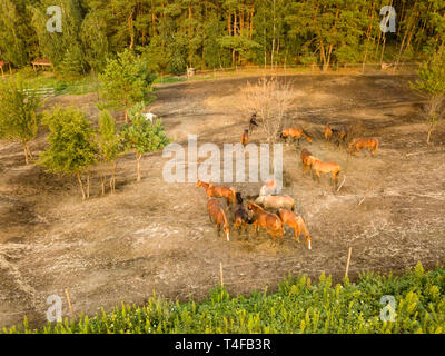 Groupe de beaux chevaux brun sur une colline à pied près de la forêt. Vue aérienne du drone Banque D'Images