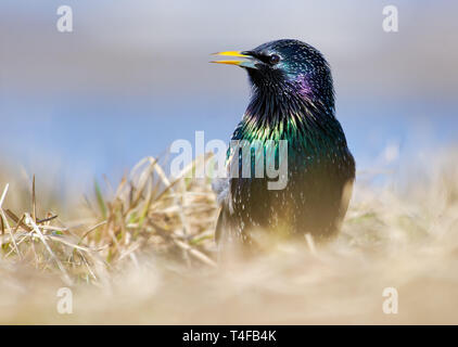 Étourneau sansonnet posant dans l'herbe de printemps fermer shot Banque D'Images