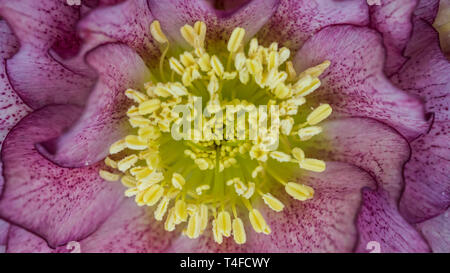 Un plan macro sur une hellebore ellen double fleur pourpre. Banque D'Images