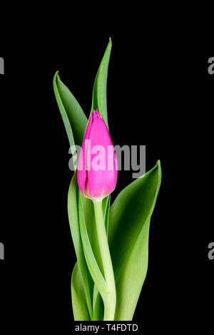 Pourpre simple Tulip Bud avec des feuilles vertes Banque D'Images