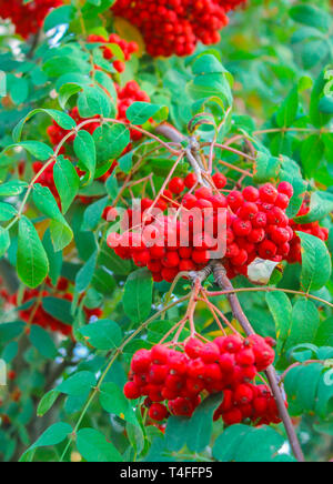 Les grappes mûres de mountain ash sur les branches Banque D'Images