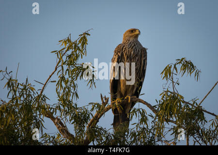 Un programme dynamique de l'Est de l'aigle impérial Aquila heliaca ou avec des ailes ouvertes en jorbeer réserve de conservation, Bikaner, Rajasthan, India Banque D'Images