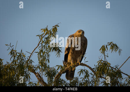 Un programme dynamique de l'Est de l'aigle impérial Aquila heliaca ou avec des ailes ouvertes en jorbeer réserve de conservation, Bikaner, Rajasthan, India Banque D'Images