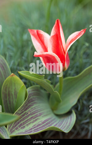 Tulipes rayures botanique nain Banque D'Images