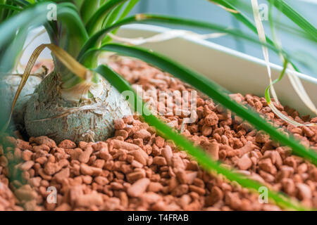 Plante pousse dans des granules dans un pot Banque D'Images