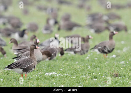 Les Oies rieuses (Anser albifrons) / Blaessgaense ( ), l'hivernage des bernaches nordiques, troupeau, se nourrir sur les terres agricoles, en regardant attentivement, typique b Banque D'Images