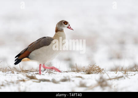 Egyptian goose / Nilgans (Alopochen aegyptiacus), les espèces envahissantes en hiver, marcher sur des terres agricoles couvertes de neige , la recherche de nourriture, la faune, l'Europ Banque D'Images