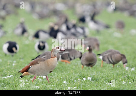 Egyptian goose / Nilgans (Alopochen aegyptiacus), les espèces envahissantes en hiver, en face de l'hiver nordic / les oies de l'Arctique, marchant sur les terres agricoles, Wild Banque D'Images
