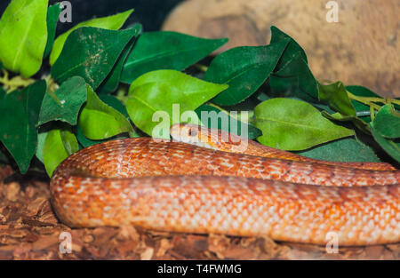Libre d'un serpent de maïs (Pantherophis guttatus) Banque D'Images