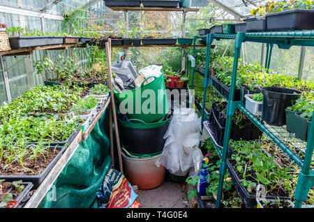 Les semis et les jeunes plantes poussant dans les bacs de semences anciennes et des bains à remous de la margarine sur des étagères dans une serre. Cultivé à la maison par un jardinier, Banque D'Images