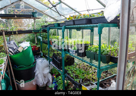 Les semis et les jeunes plantes poussant dans les bacs de semences anciennes et des bains à remous de la margarine sur des étagères dans une serre. Cultivé à la maison par un jardinier, Banque D'Images