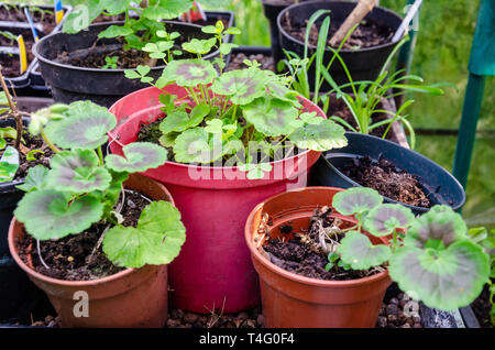 Pelargonium zonale ou pot de géranium plantes poussant dans des pots en plastique dans une serre. Banque D'Images