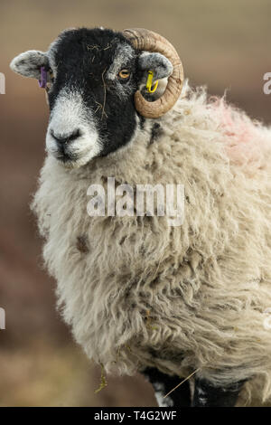 Brebis Swaledale (ovins) Indigène se reproduisent dans les vallées du Yorkshire, England, UK tournée vers la gauche, l'arrière-plan flou. Portrait, à la verticale. Banque D'Images