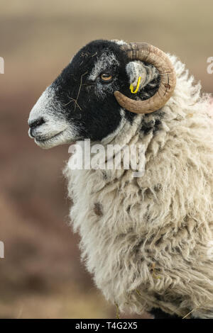 Brebis Swaledale (ovins) Indigène se reproduisent dans les vallées du Yorkshire, England, UK face à la fto gauche, arrière-plan flou. Portrait, à la verticale. Banque D'Images