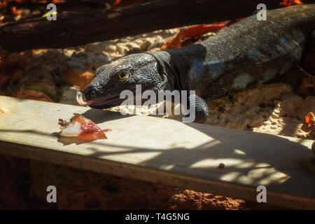 Tenerife mâle (Gallotia galloti lézard) sur le point de manger certains jambon de Parme avec sa langue qui sort Banque D'Images