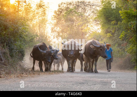 Un homme de prendre un groupe de famille de vache à la maison après le travail le soir, la Thaïlande : 2018 Banque D'Images