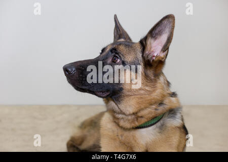 Portrait de chiot berger allemand avec masque noir. Isolé sur un fond blanc. Cinq mois. Animaux de compagnie. Banque D'Images