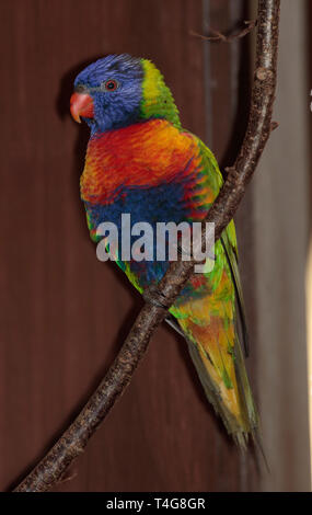 Swainsons/Rainbow Lorikeet (trichoglossus moluccanus) Banque D'Images